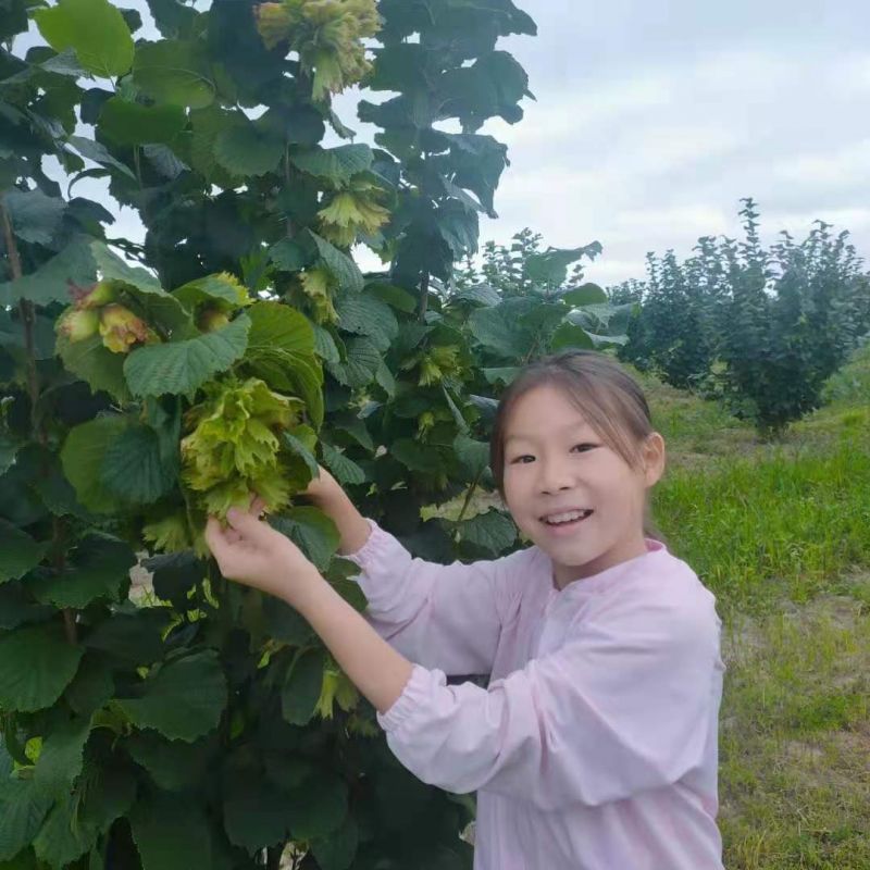 殺蟲(chóng)燈在榛子種植基地的應(yīng)用